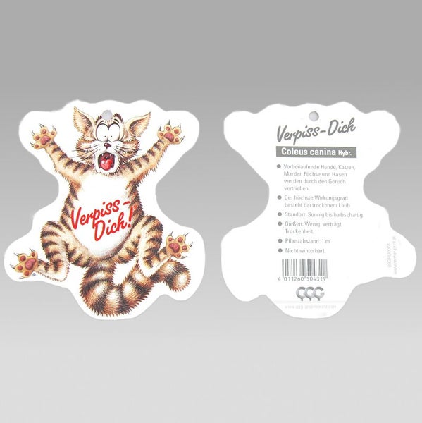 Coleus canin - Verpiss-Dich - Pflanze - 3 Pflanzen