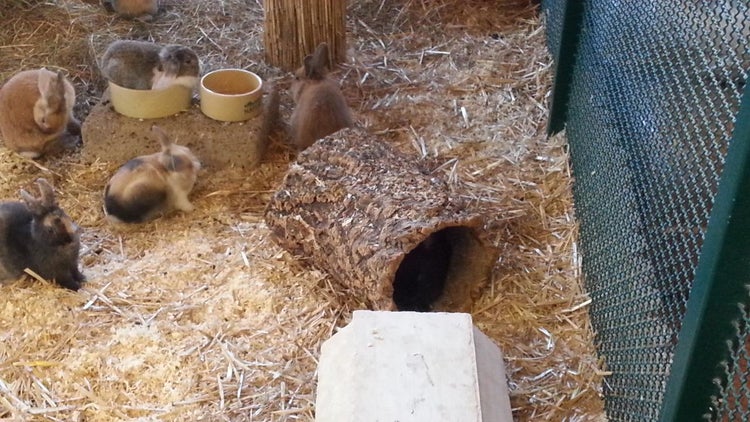 Kaninchen in einem Gehege mit Stroh, einem Korktunnel aus Naturrinde und Futternäpfen.