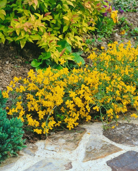 Genista lydia, Ginster, gelb, 30–40 cm