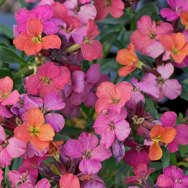 Nahaufnahme einer bunten Goldlack-Blütenpracht