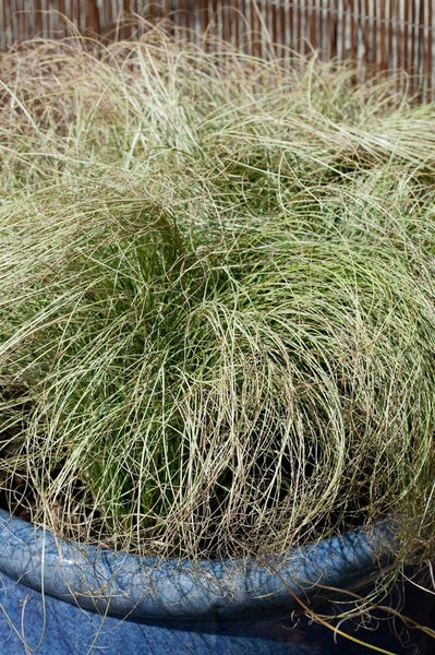 Carex albula 'Frosted Curls', Ziergras, ca. 9x9 cm Topf
