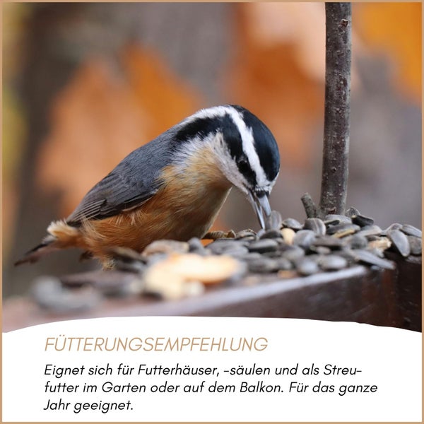 Vogel frisst Sonnenblumenkerne im Garten