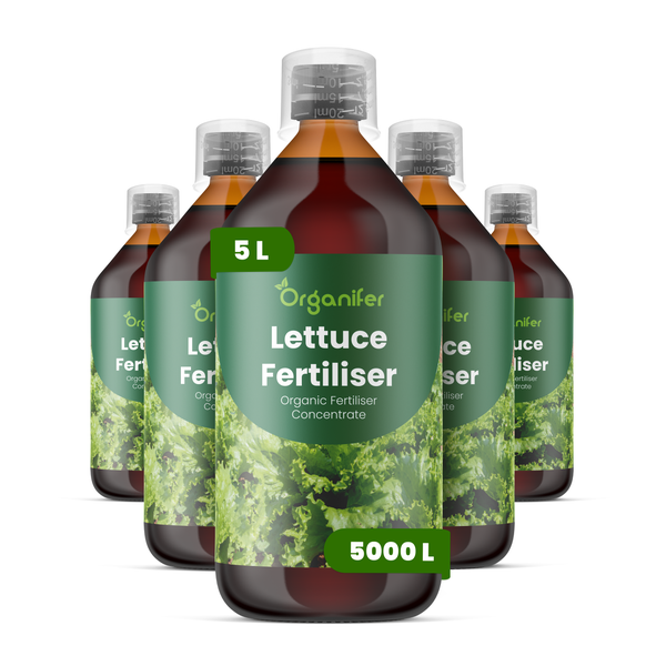 Fünf 5-Liter-Flaschen Organifer Bio-Salatdünger Konzentrat, jede Flasche ist ausreichend für bis zu 5000 Liter Düngelösung.