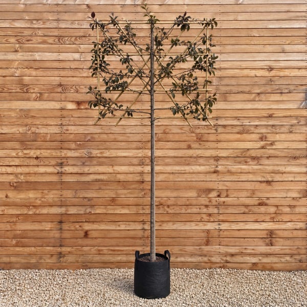 Spalierbaum mit quadratischer Form in einem schwarzen Pflanzgefäß vor einer Holzfassade.