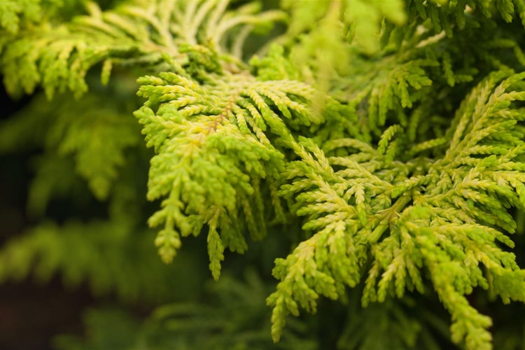 Chamaecyparis obtusa 'Fernspray Gold', Hinoki-Scheinzypresse, 20–25 cm