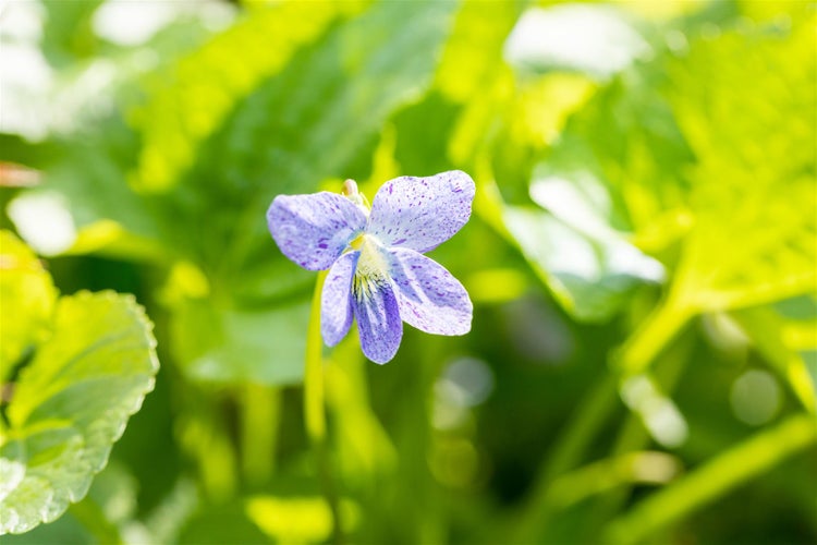 Viola sororia 'Freckles', Veilchen, weiß-blau gesprenkelt, ca. 9x9 cm Topf