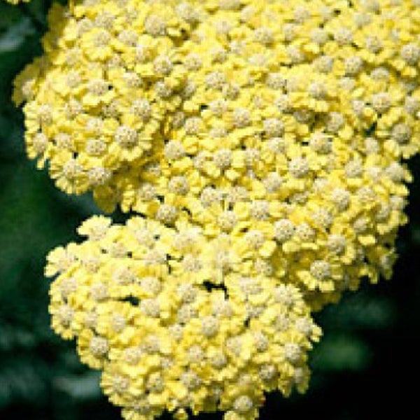 Nahaufnahme von Schafgarbenblüten