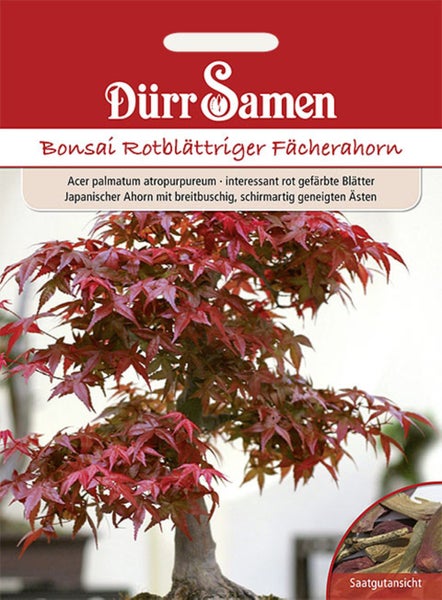 Dürr Samen Logo, Samentüte für Bonsai Rotblättriger Fächerahorn, Acer palmatum atropurpureum.