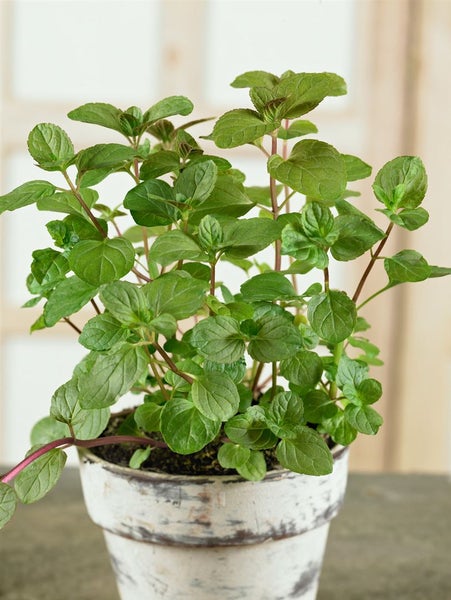 Minzpflanze im Topf für den Garten oder die Küche