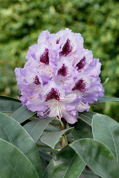Nahaufnahme einer lila Rhododendronblüte