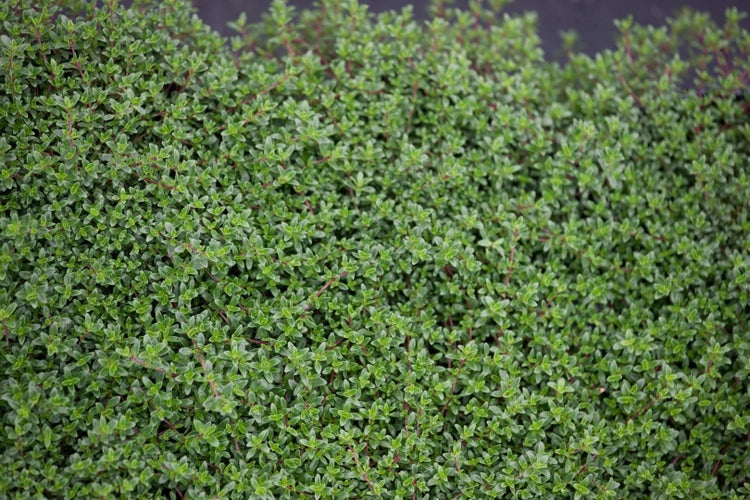 Thymus serpyllum 'Coccineus', Sand-Thymian, purpurrot, ca. 9x9 cm Topf