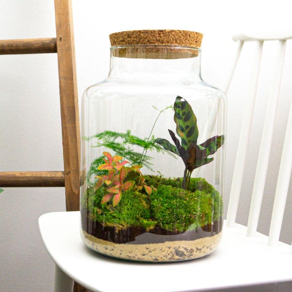Flaschengarten Milky - DIY Pflanzenterrarium -  30 cm hoch - mit Calathea-Pflanze