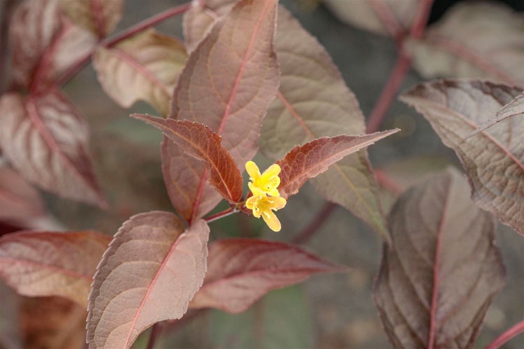Diervilla splendens 'Diva', Buschgeißblatt, gelb, 40–60 cm