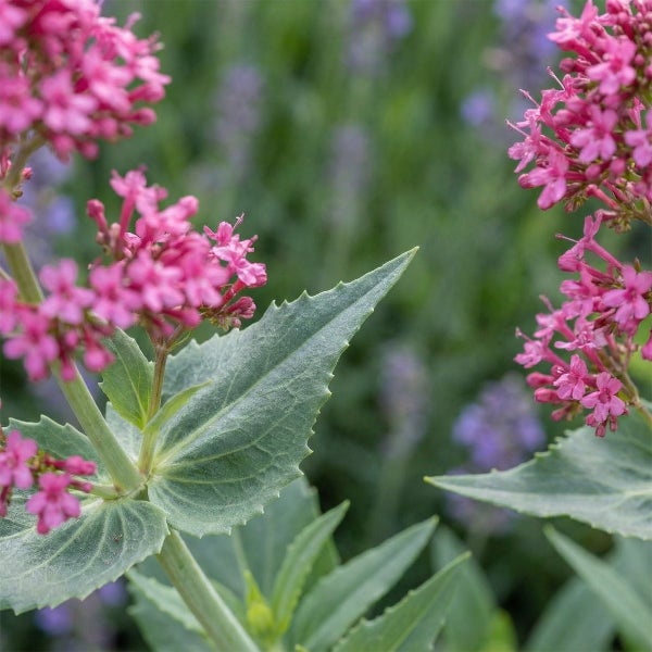 Rote Spornblume Centranthus ruber mit rosa Blüten und grünen gezackten Blättern.