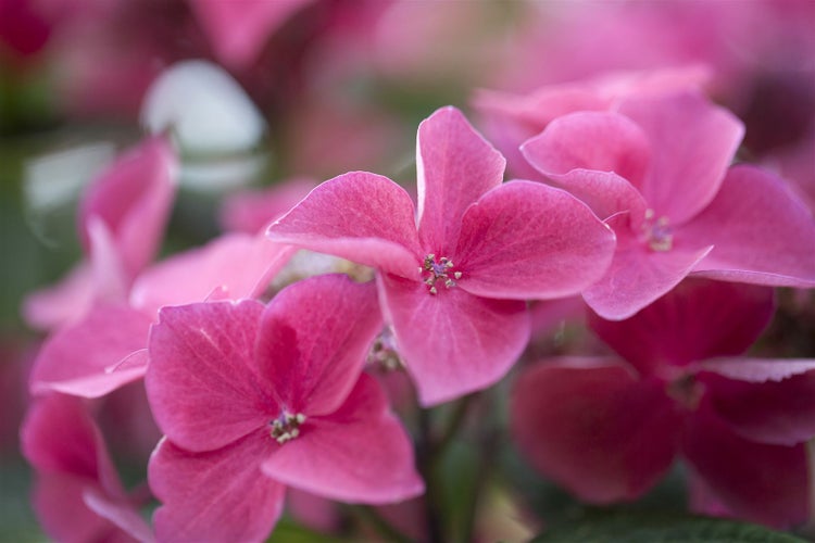 Nahaufnahme einer Hortensienblüte mit einer Hummel
