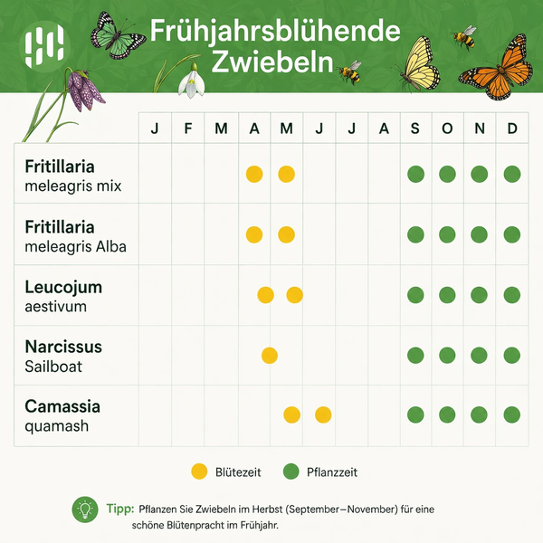 Infografik für frühjahrsblühende Zwiebeln mit Pflanzzeiten von September bis Dezember und Blütezeiten von April bis Juni. Hornbach Logo.