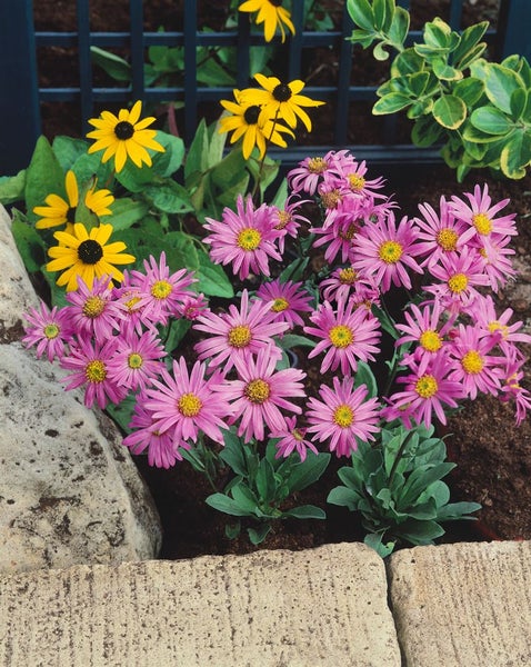 Aster amellus 'Rosa Erfüllung', Berg-Aster, rosa, ca. 9x9 cm Topf