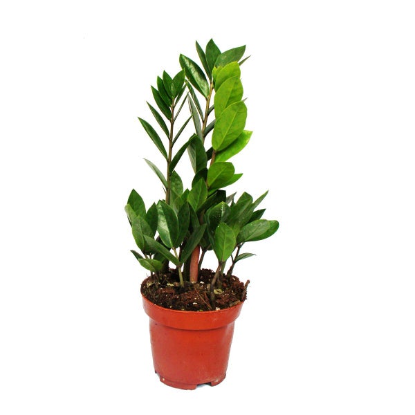 Exotenherz Zamio Palme Zamioculcas zamiifolia 1 Pflanze pflegeleicht luftreinigend 12cm Topf