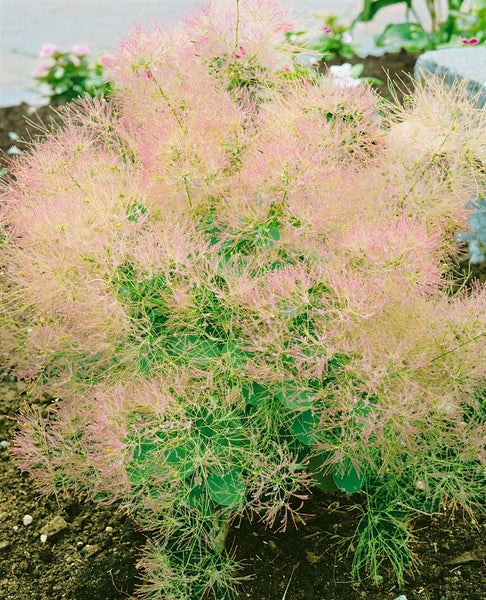 Cotinus coggygria 'Young Lady', Perückenstrauch, kompakt, 40–60 cm