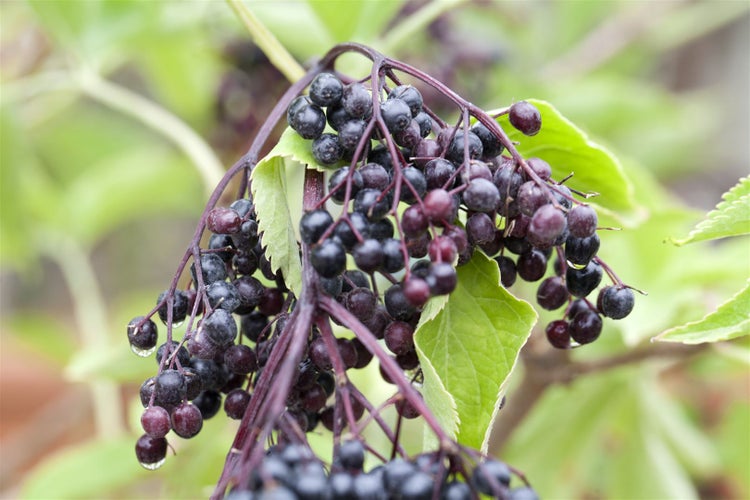 Sambucus nigra 'Haschberg', Schwarzer Holunder, 80–100 cm, ertragreich