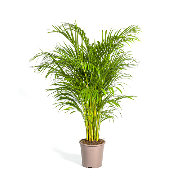Areca Palme im Topf