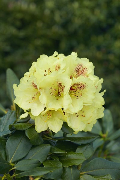 Rhododendron Hybr. 'Goldbukett', gelb, 30–40 cm