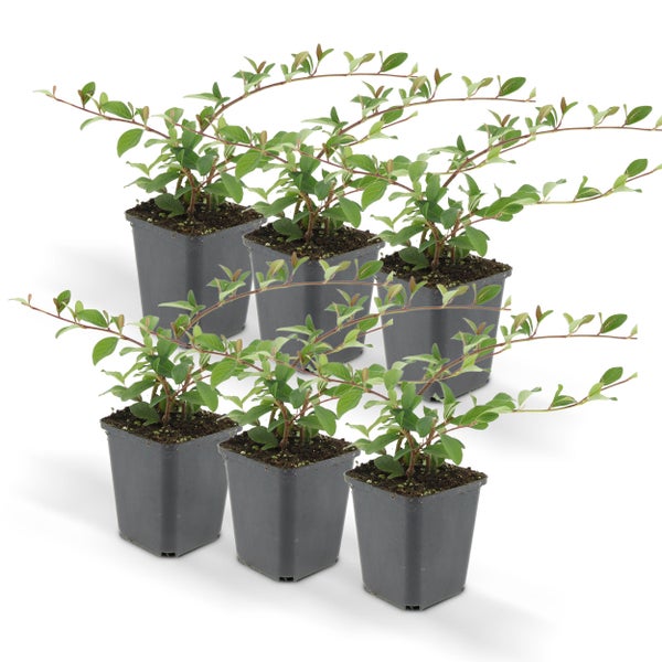 Bodendecker - Cotoneaster dammeri - Teppich-Zwergmispel - 9cm Topf - Set mit 6 Pflanzen