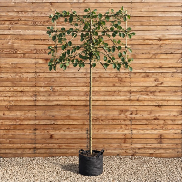 Apfelbaum als Spalierbaum in schwarzem Pflanzcontainer vor einer Holzwand