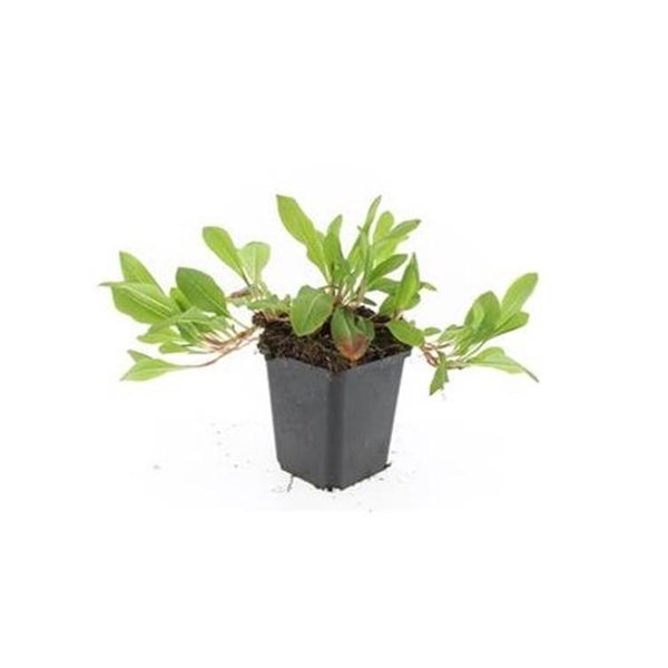 Bodendecker - Schnecken-Knöterich - Persicaria aff. 'Darjeeling Red' - 9cm Topf - Set mit 40 Pflanzen
