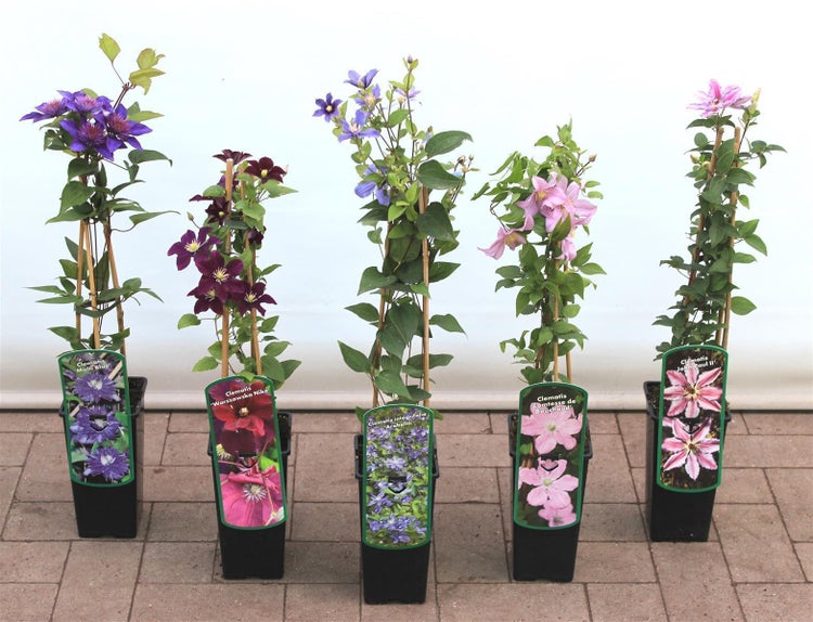 Clematis integrifolia 'Arabella', Stauden-Waldrebe, blauviolett, 40–60 cm