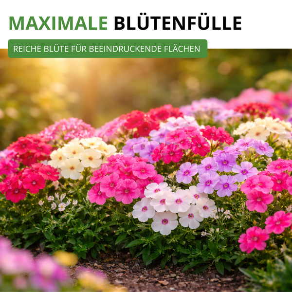 Beet mit einer Vielzahl an Phlox Blumen in verschiedenen Farbtönen bei Sonnenlicht für eine reiche Blüte