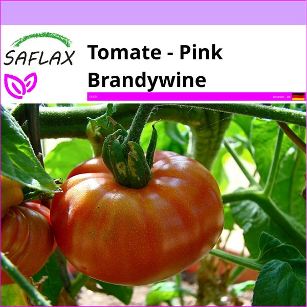 SAFLAX  - Tomate - Pink Brandywine - Lycopersicon esculentum - 10 Samen