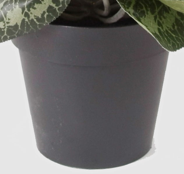 Begonia Zimmerpflanze mit gemusterten grünen Blättern in einem rustikalen Topf aus Stein.