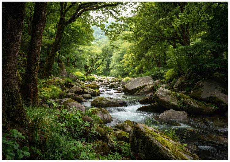 Flusslauf durch einen bewaldeten Bereich mit Steinen und Vegetation.