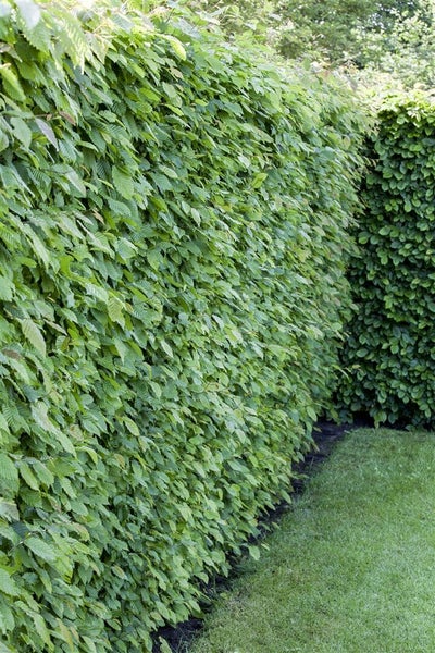 Eine dicht gewachsene Hainbuchenhecke im Garten mit sattem Blattwerk und einer Rasenfläche im Vordergrund.