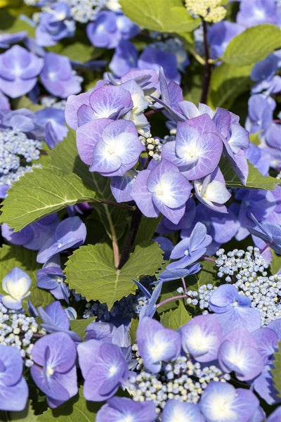 Nahaufnahme von blauen Hortensienblüten mit grünen Blättern.