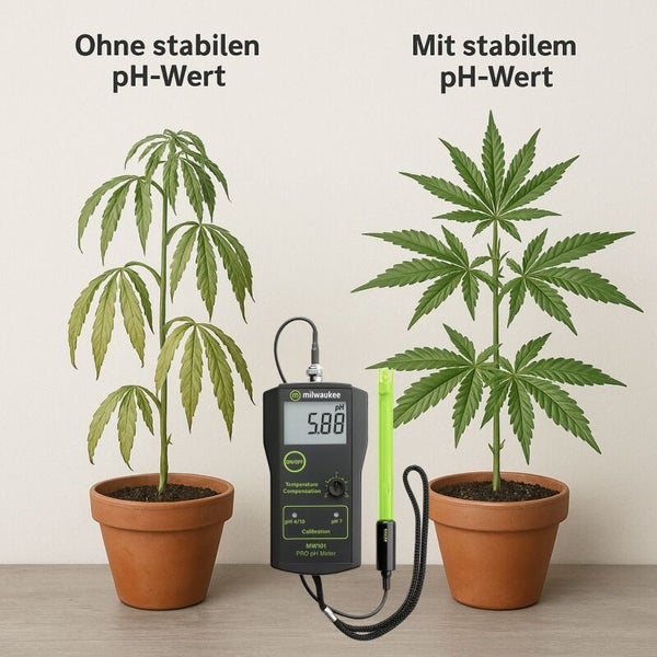 Darstellung von Pflanzen mit und ohne stabilen pH-Wert, gemessen mit einem Milwaukee pH-Meter