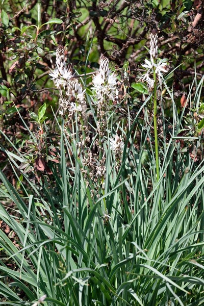 Nahaufnahme von Affodill im Garten.