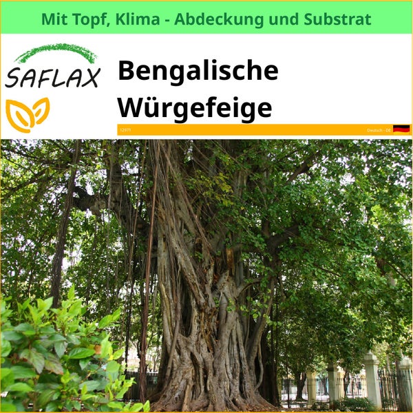 Bengalische Würgefeige im Topf mit Klima Abdeckung und Substrat