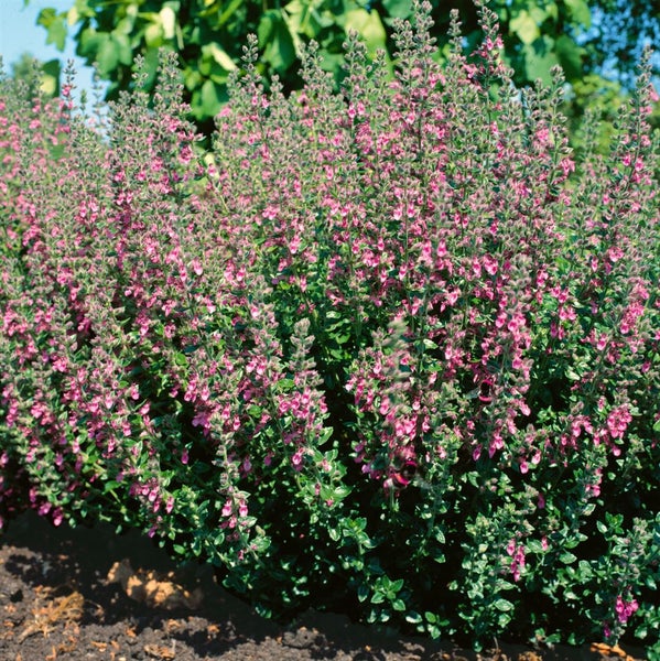 Teucrium x lucidrys, Gamander, ca. 9x9 cm Topf