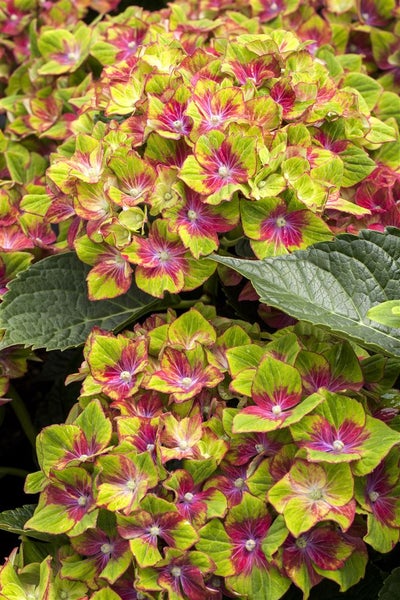 Hortensienblüte mit grün-roten Blütenblättern