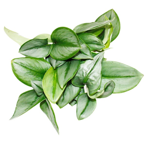 Mondschein-Efeutute - Scindapsus pictus 'Moonlight' - 12cm Topf