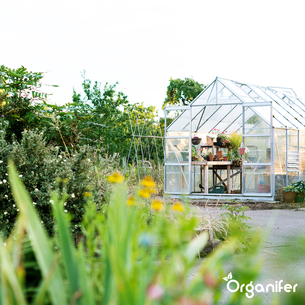 Gewächshaus mit Pflanzen und Gartengeräten in einem Garten.