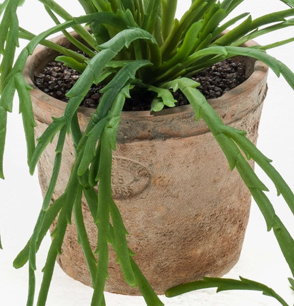 Grüne Pflanze mit gezackten Blättern in einem Terrakottatopf.