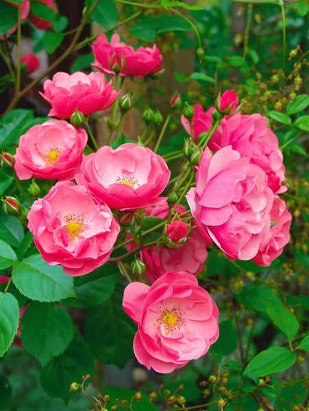Rosa 'Angela', Beetrose, rosa, 5-7,5 Liter Container