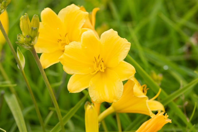 Hemerocallis x cult. 'Stella de Oro', Taglilie, goldgelb, ca. 11x11 cm Topf