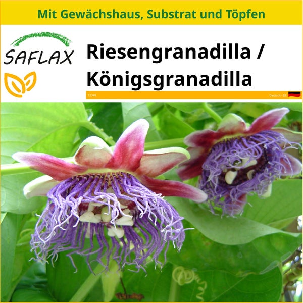 SAFLAX Anzucht Set - Riesengranadilla / Königsgranadilla - Passiflora quadrangularis - 12 Samen - Mit Mini-Gewächshaus, Anzuchtsubstrat und 2 Töpfen