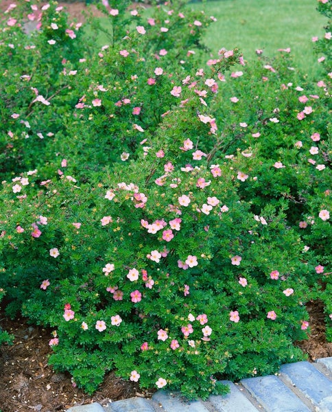 Potentilla 'Rosa', Fingerstrauch, rosa Blüten, ca. 9x9 cm Topf