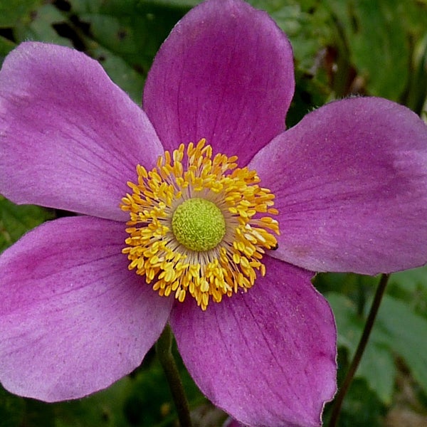Nahaufnahme einer blühenden Herbst-Anemone mit gelben Staubgefäßen