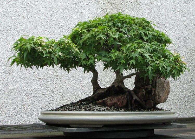 SAFLAX  - Roter Fächerahorn - Acer palmatum atropurpureum - 20 Samen - Mit keimfreiem Anzuchtsubstrat